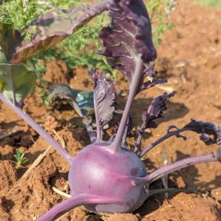 Purple Vienna Kohlrabi Thumbnail